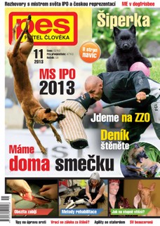 Pes přítel člověka 11/2013