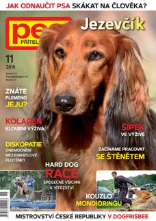 Pes přítel člověka 11/2019