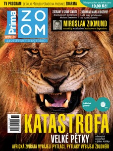 Prima ZOOM 11/2017