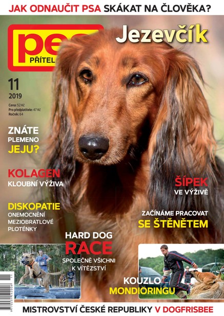 Pes přítel člověka 11/2019