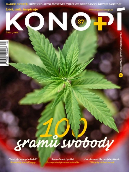 Konopí č. 37